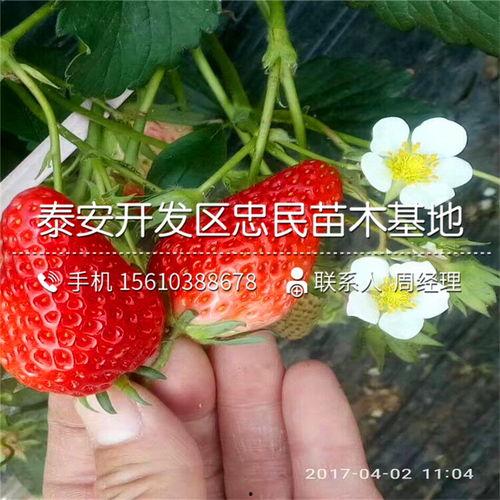 100草莓在线观看,甜蜜诱惑，在线观看的浪漫之旅
