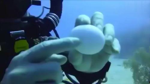深海长眠在线观看,揭秘神秘海底世界的惊悚之旅