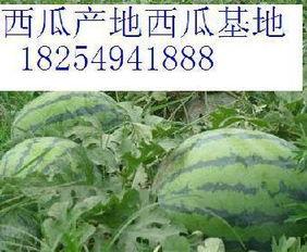 山东最新吃瓜爆料新闻,神秘事件背后真相揭晓！