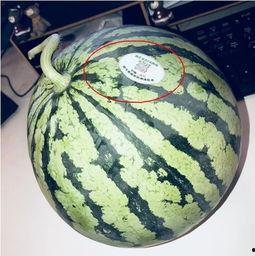 永年网红吃瓜是谁,揭秘永年网红吃瓜背后的故事