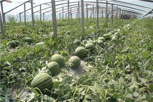 东北网红吃瓜群众是谁