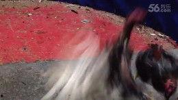 小李的爆料视频大全最新,揭秘娱乐圈幕后真相