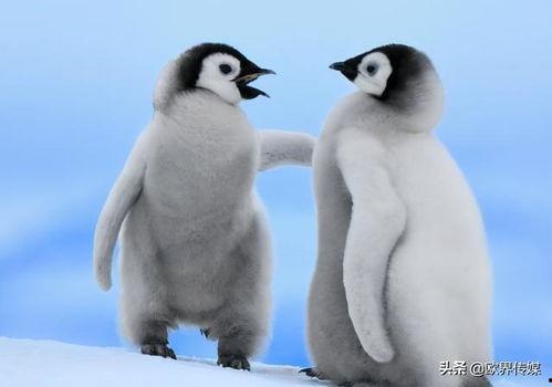 企鹅吃瓜爆料视频在线观看,热门视频在线观看，笑料百出！