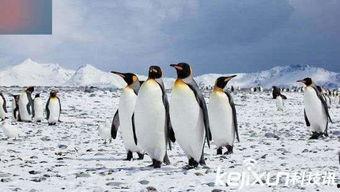 企鹅吃瓜爆料视频在线观看,热门视频在线观看，笑料百出！