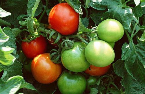 军婚番茄推文吃瓜免费阅读,番茄推文吃瓜免费阅读，甜蜜爱情等你解锁