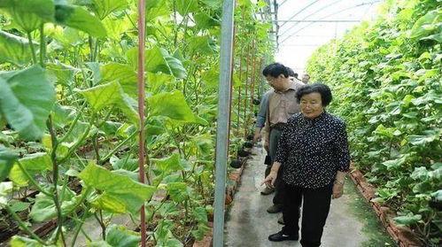 呼市吃瓜最新事件爆料是真的吗,最新爆料真相揭秘