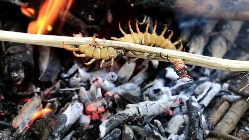 蜈蚣爆料完整版视频,事件真相与幕后黑幕深度解析