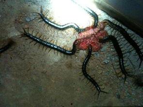 蜈蚣爆料完整版视频,事件真相与幕后黑幕深度解析