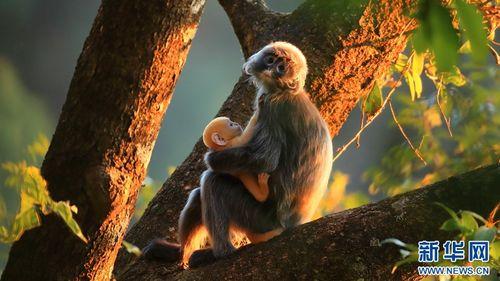 在线观看灰猴,揭秘网络直播背后的灰色地带