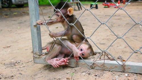 在线观看灰猴,揭秘网络直播背后的灰色地带