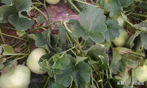 甜瓜作者爆料视频,揭秘幕后的精彩瞬间