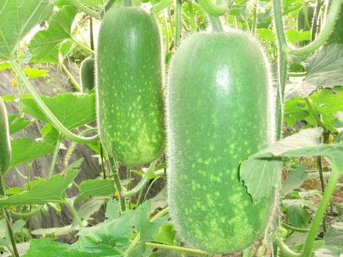 网红正能量吃瓜图片高清,高清美图传递美好时光