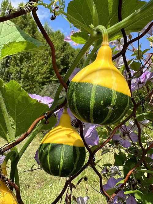 网红正能量吃瓜图片高清,高清美图传递美好时光