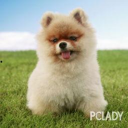 博美爆料新闻视频大全下载,新闻视频大全精彩瞬间回顾