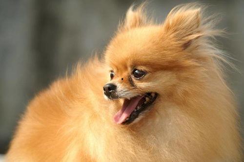 博美爆料新闻视频大全下载,新闻视频大全精彩瞬间回顾