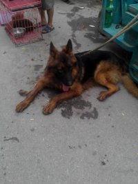 沛县狗市爆料最新消息,市场动态与宠物权益关注