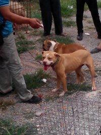 沛县狗市爆料最新消息,市场动态与宠物权益关注